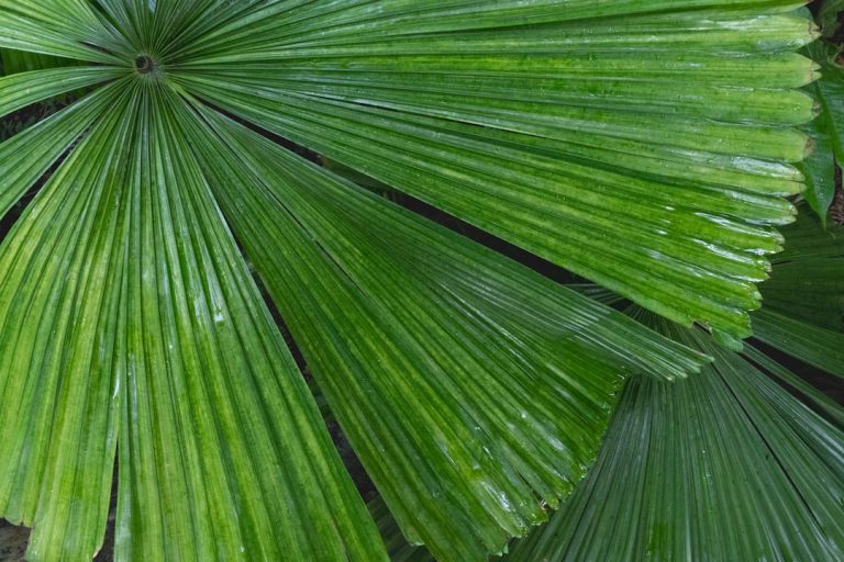 Photo Palm Muting