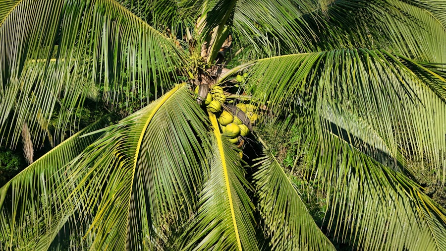 Photo Palm Muting
